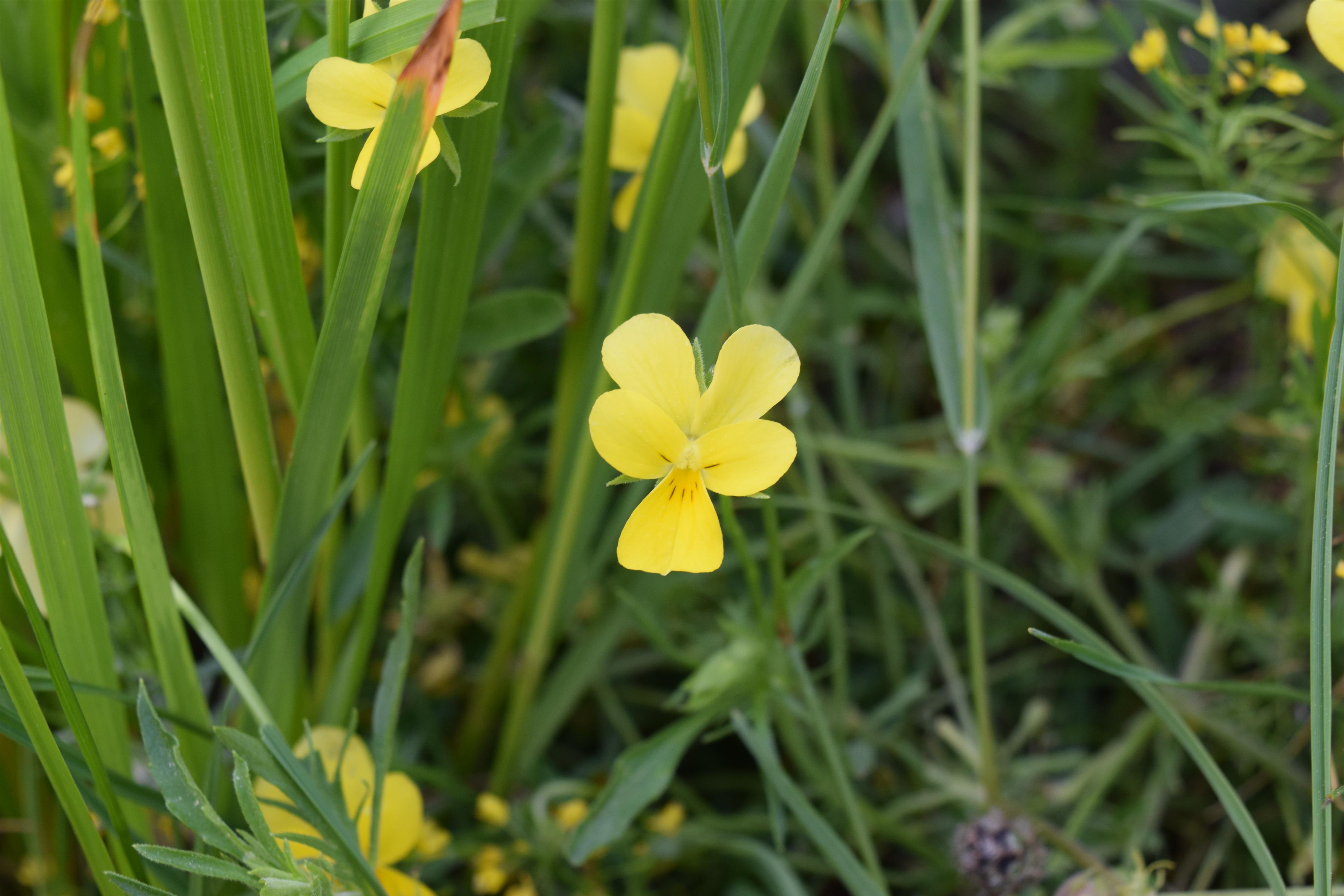 Eine botanische Bergreise - Bulgarien